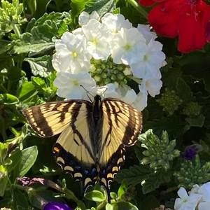 Meet your Posher, Nancy